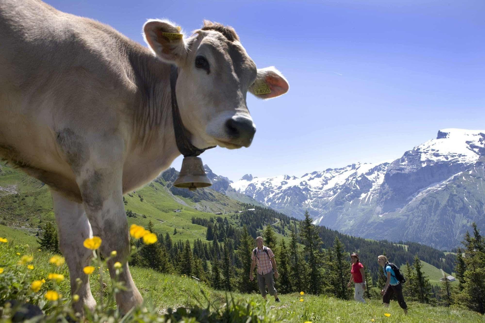 Berglodge Restaurant Ristis Engelberg Eksteriør billede